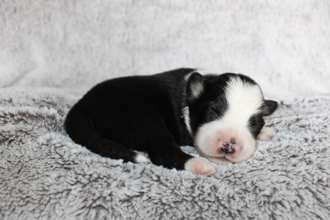 Mini American Shepherd