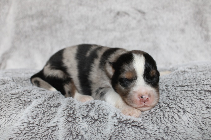 Mini American Shepherd