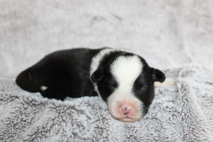 Mini American Shepherd
