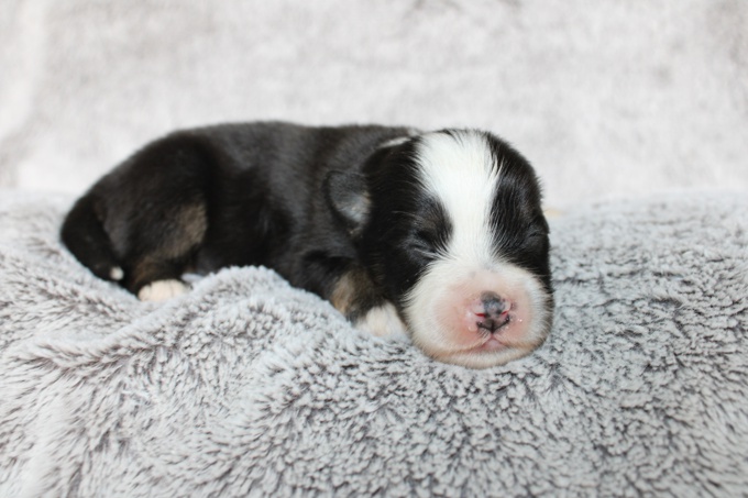 Mini American Shepherd