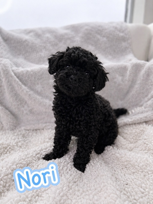 Toy Poodle