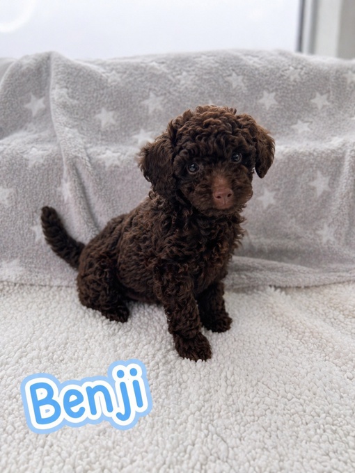 Toy Poodle