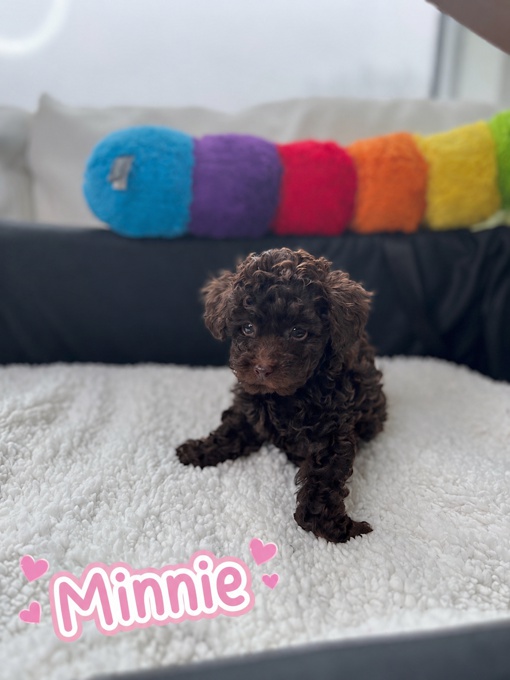 Toy Poodle
