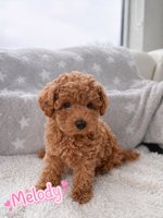 Toy Poodle