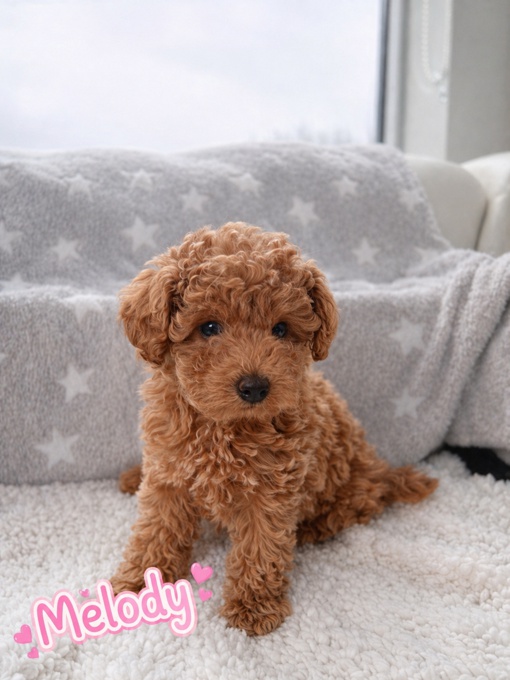 Toy Poodle