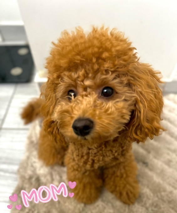 Toy Poodle