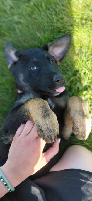 German shepherd/Bernese Mt