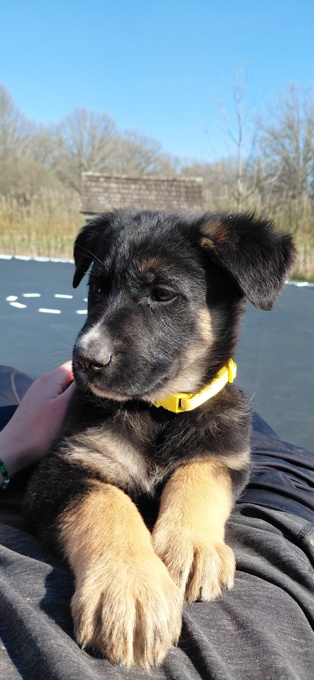 German shepherd/Bernese Mt