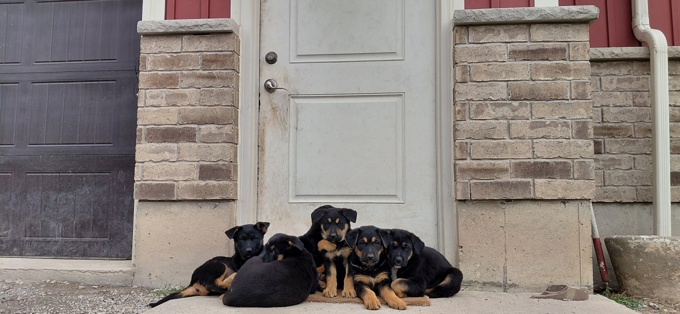 German shepherd/Bernese Mt