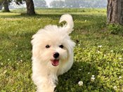 Maltese