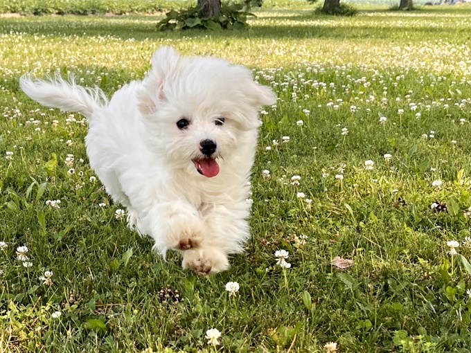 Maltese