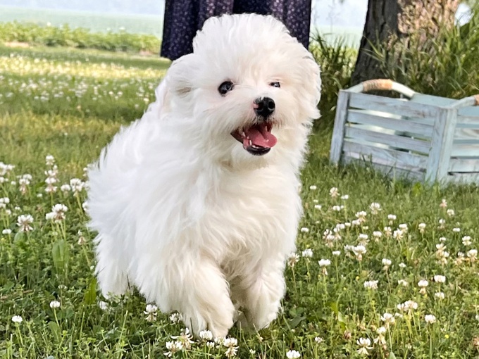 Maltese