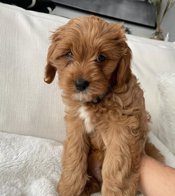 Cavapoo