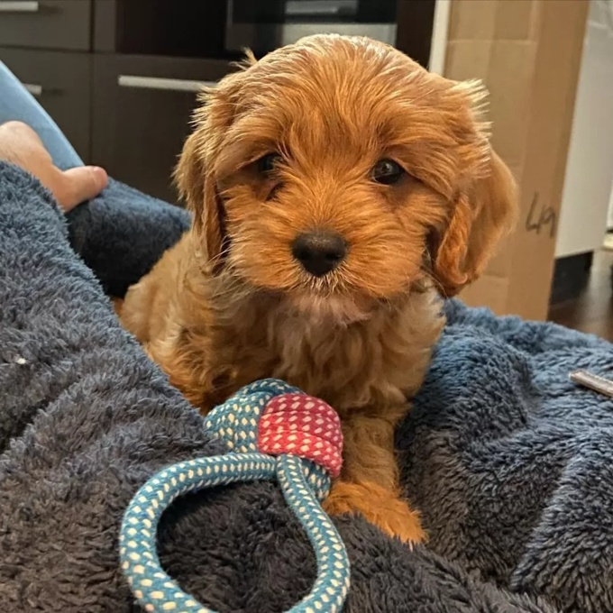 Cavapoo