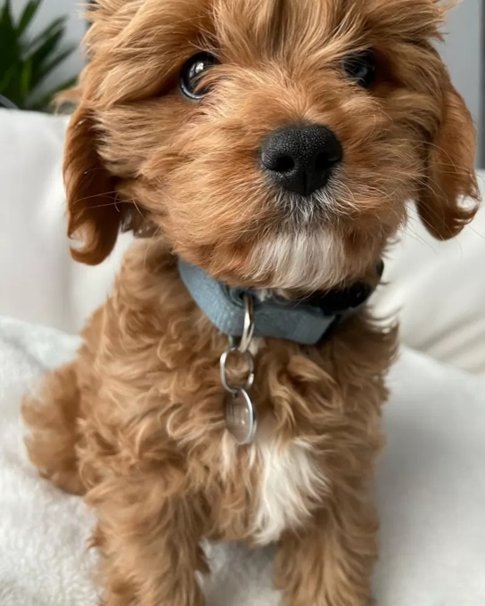 Cavapoo