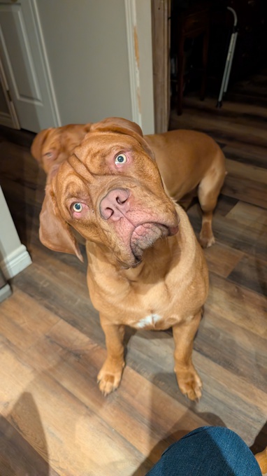 French Mastiff Mix