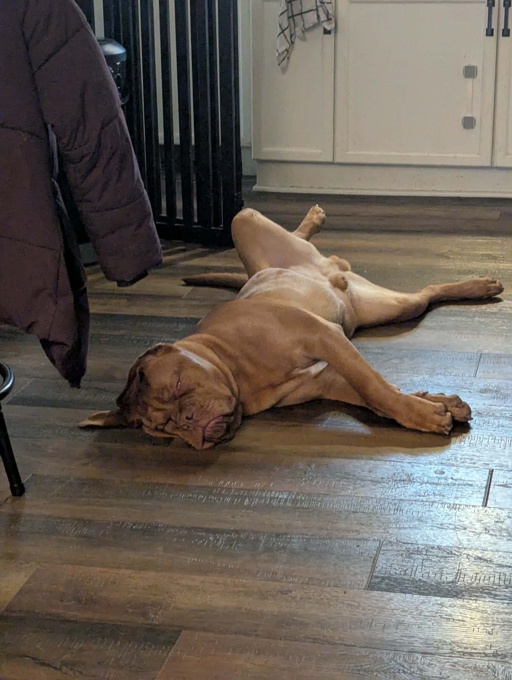 French Mastiff Mix