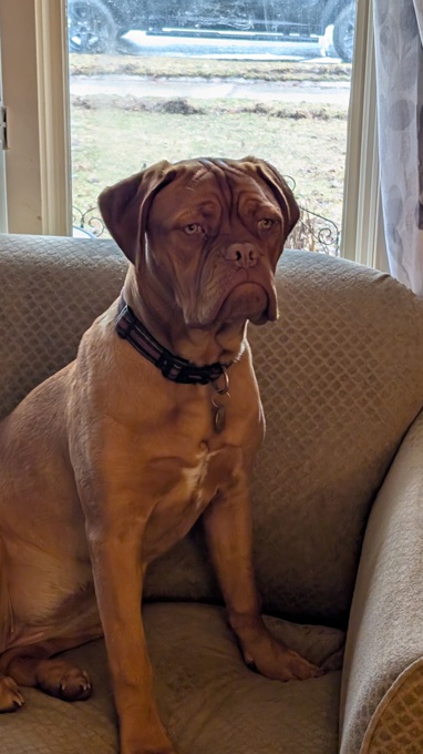 French Mastiff Mix