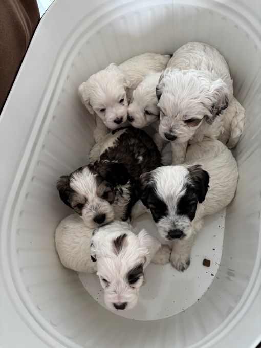 Cockapoo