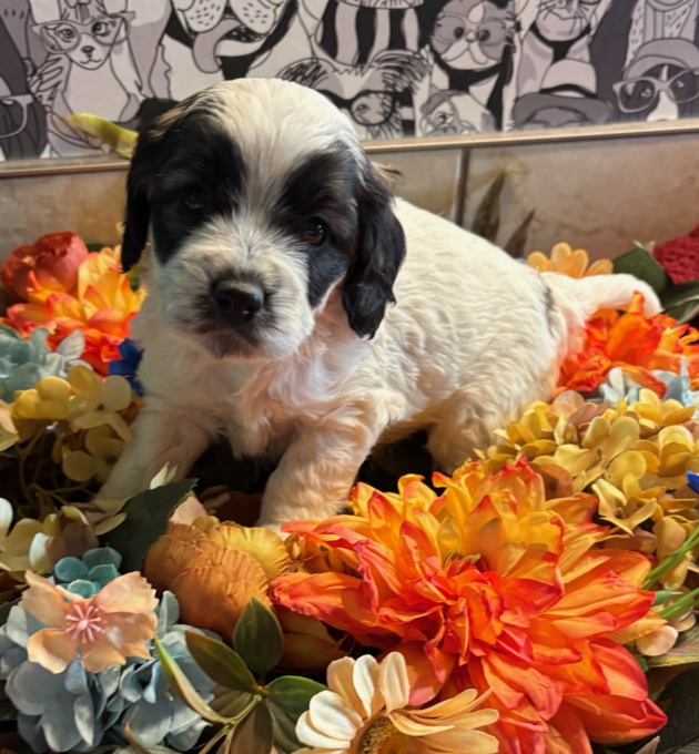 Cockapoo