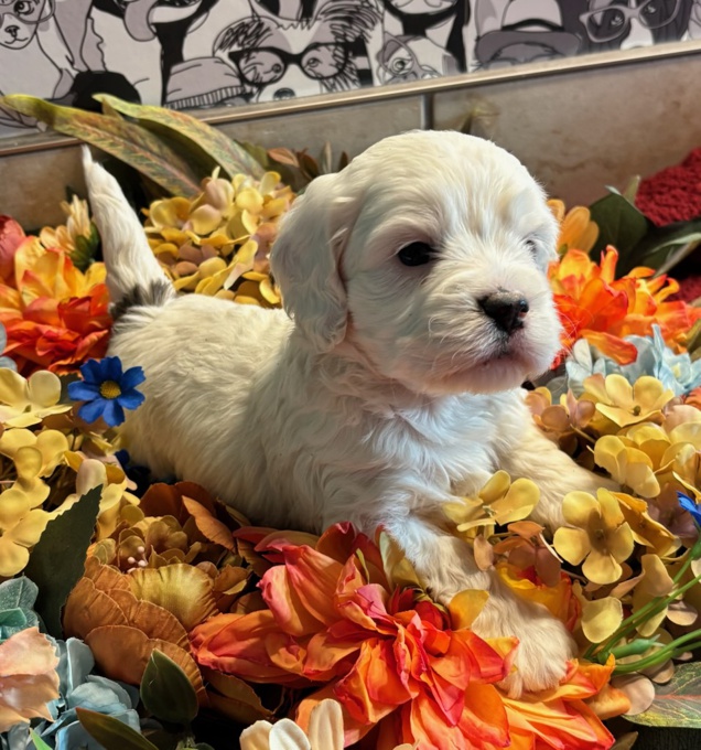 Cockapoo