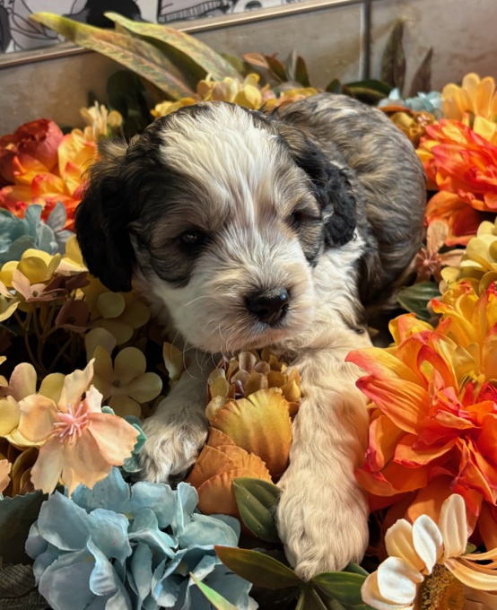 Cockapoo