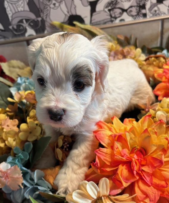 Cockapoo