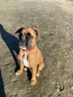 Boxer