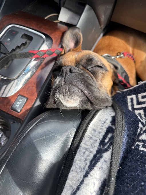 Boxer