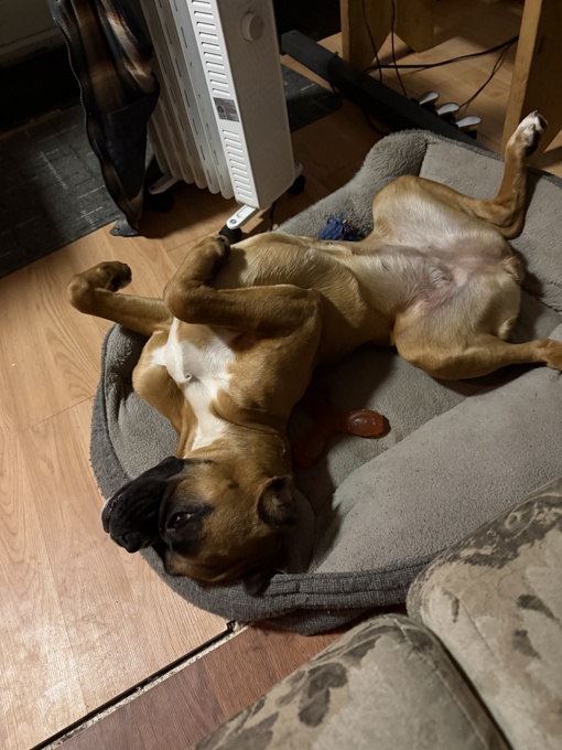 Boxer