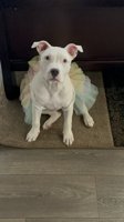 Pitbull Mix