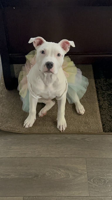 Pitbull Mix