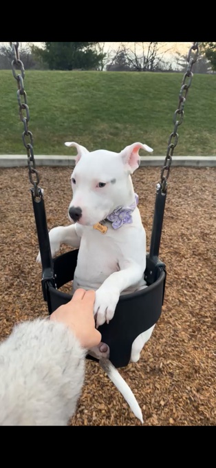 Pitbull Mix