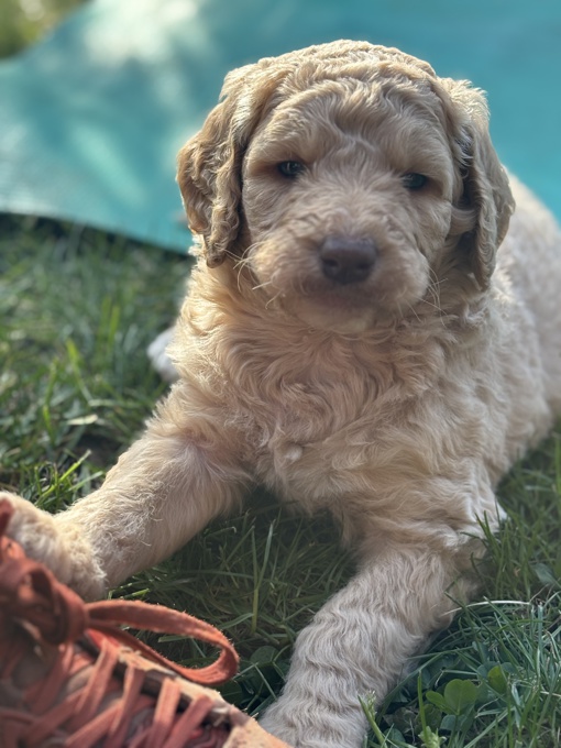 Golden doodle
