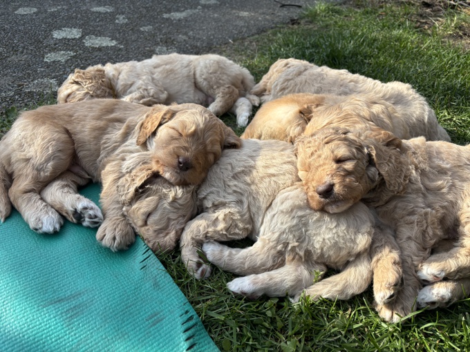 Golden doodle