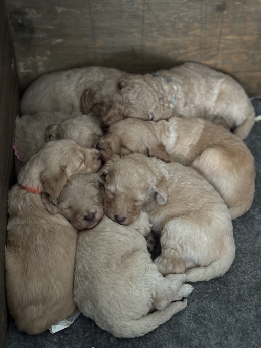 Golden doodle