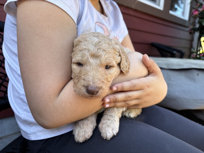 Golden doodle