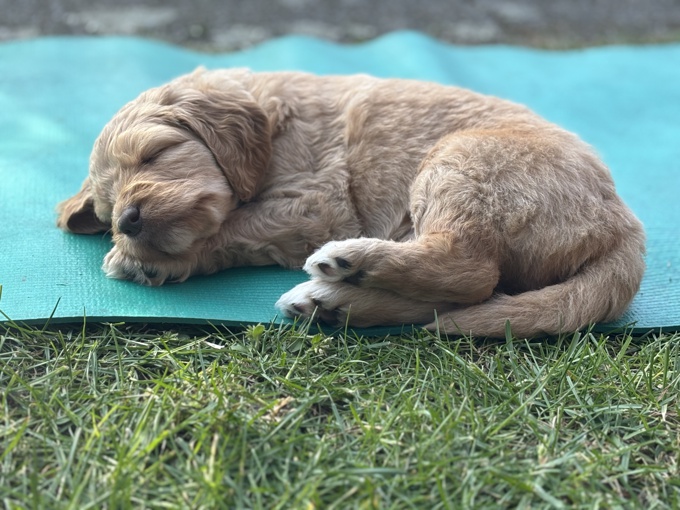 Golden doodle