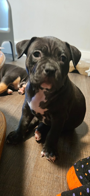 American Bully