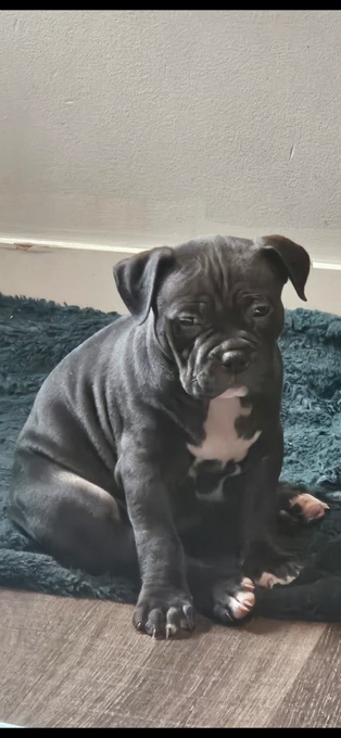 American Bully
