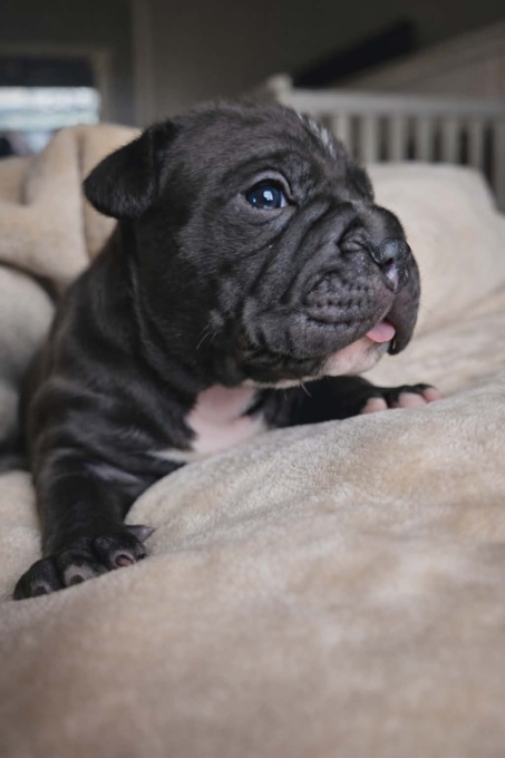American Bully