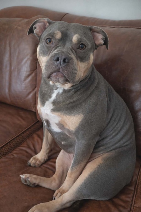 American Bully