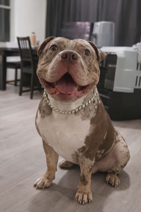 American Bully