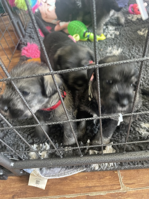 Standard Schnauzers