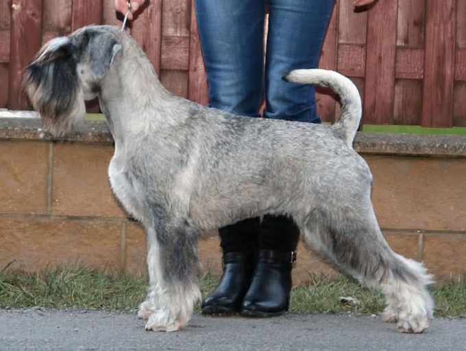 Standard Schnauzers