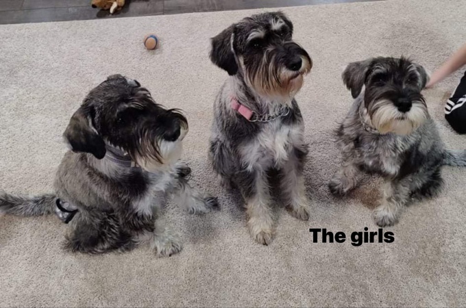 Standard Schnauzers