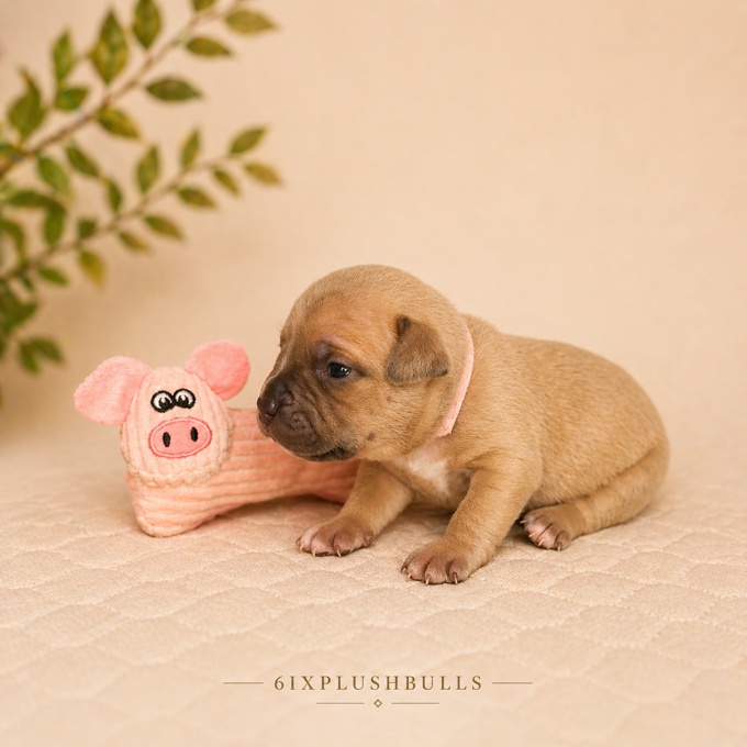 american bully