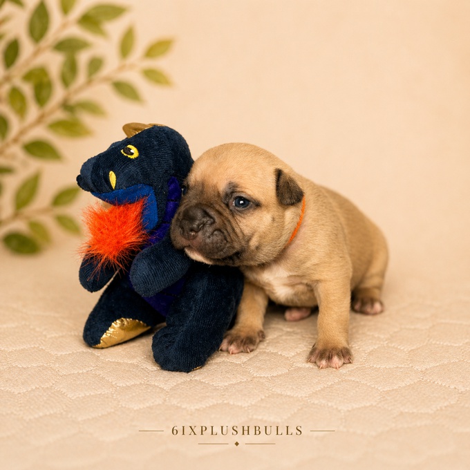 american bully