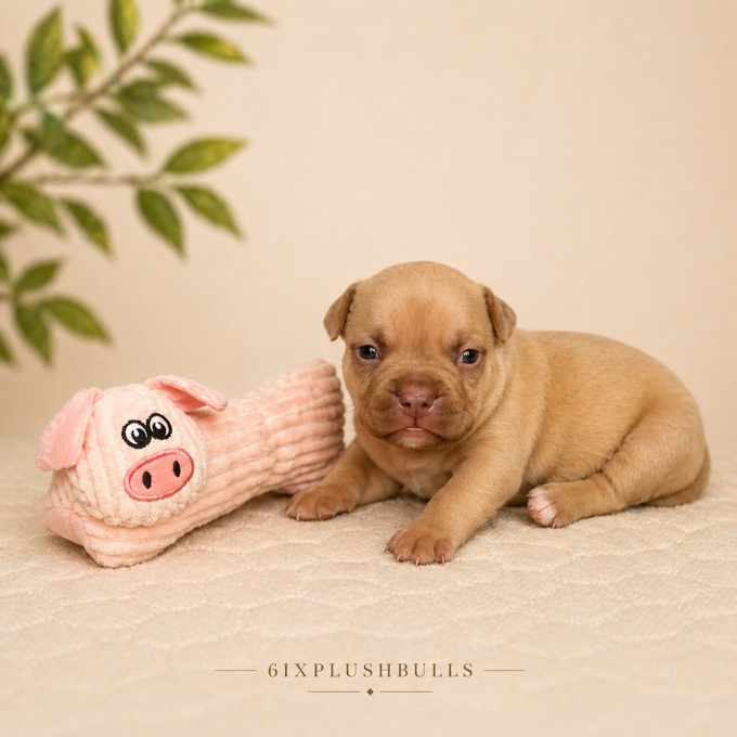 american bully