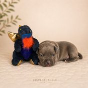 american bully